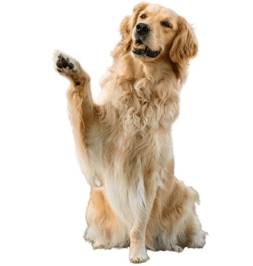 Perro 2